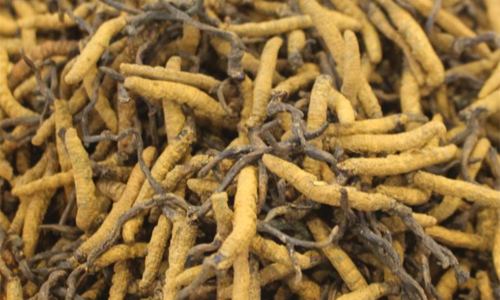 這家中藥企業(yè)突發(fā)兩日漲停!發(fā)生了什么?